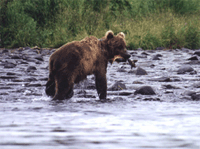 A kodiak making lunch of a pink salmon.