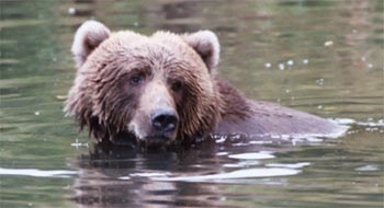 A swimming bear.